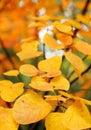 Close-up shot of Cotinus coggygria tree leaves in late autumn.