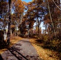 Late Autumn Leaf Vista - Minnesota