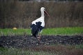 Lonely stork wanders on the edge of the village