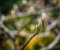 Late autumn magnolia buds in November