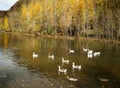 The charming scenery of Suburban in late autumn. Royalty Free Stock Photo