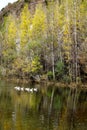 Several white geese swim leisurely on the lake in the late autumn forest.