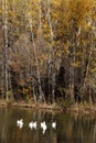 Several white geese swim leisurely on the lake in the late autumn forest..