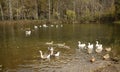 Wild ducks and geese swim and play together in the lake in late autumn.. Royalty Free Stock Photo