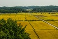 late autumn paddy landscape in korea