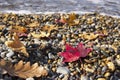 Late autumn on the sea coast. Autumn leaves on a pebble beach. Background with rock and leaf Royalty Free Stock Photo