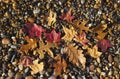 Late autumn on the sea coast. Autumn leaves on a pebble beach. Background with rock and leaf Royalty Free Stock Photo