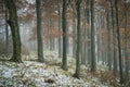 Late autumn snowy beech forest Royalty Free Stock Photo