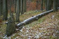 Late autumn snowy beech forest Royalty Free Stock Photo