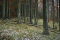 Late autumn snowy beech forest Royalty Free Stock Photo