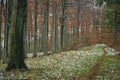 Late autumn snowy beech forest Royalty Free Stock Photo