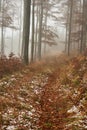 Late autumn snowy beech forest Royalty Free Stock Photo