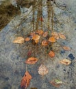 Late autumn underfoot