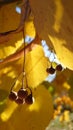 Late autumn yew leaves on a branch close up