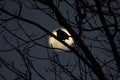 A bird silhouetted against the full moon.