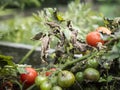 Late blight of tomato - Phytophthora infestans Royalty Free Stock Photo