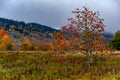 Red Leaves on Small Tree - Autumn / Fall Splendor - Tea Tree Mountain - West Virginia Royalty Free Stock Photo