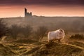 Late Evening Highlights, with backlit handsome sheep on Bodmin Moor in Cornwall Royalty Free Stock Photo