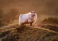 Late Evening Highlights, with backlit sheep on the rugged misty Bodmin Moor in Cornwall Royalty Free Stock Photo