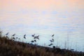 Late evening Pipers searching near Boahi sea