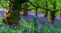 The Late Evening Sun Beams Through A Clump Of Beech Trees In Dorset Illuminating A Carpet Of Bluebells