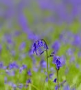 The Late Evening Sun Beams Through A Clump Of Beech Trees In Dorset Illuminating A Carpet Of Bluebells