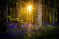 The Late Evening Sun Beams Through A Clump Of Beech Trees In Dorset Illuminating A Carpet Of Bluebells