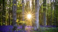 The Late Evening Sun Beams Through A Clump Of Beech Trees In Dorset Illuminating A Carpet Of Bluebells