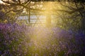 The Late Evening Sun Beams Through A Clump Of Beech Trees In Dorset Illuminating A Carpet Of Bluebells