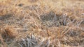 Late evening sun shines on dry grass moving in wind, low angle video taken at ground level