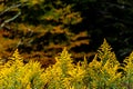 Goldenrod Wildflowers - Autumn / Fall Splendor - West Virginia Royalty Free Stock Photo