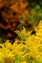 Goldenrod Wildflowers - Autumn / Fall Splendor - West Virginia Royalty Free Stock Photo