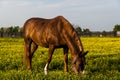 Thoroughbred Horse on Farm - Bluegrass - Central Kentucky Royalty Free Stock Photo