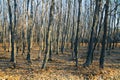 Late fall. Dark bare tree trunks on frozen ground covered with yellow foliage. Royalty Free Stock Photo