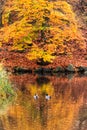 Late fall at the duck pond Royalty Free Stock Photo