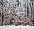 Late fall, early winter landscape Royalty Free Stock Photo