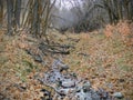 Late Fall forest stream close up, views hiking, biking, horseback trails through trees on the Yellow Fork and Rose Canyon Trails i Royalty Free Stock Photo