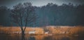 Late fall landscape of water and bare trees reflected on it