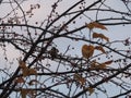 Mountain ash branch late fall.