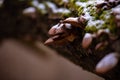 Late fall oyster mushrooms covered with snow. Panellus serotinus or Sarcomyxa serotina grown on the trunk of a tree Royalty Free Stock Photo