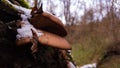 Late fall oyster mushrooms covered with snow. Panellus serotinus or Sarcomyxa serotina grown on the trunk of a tree Royalty Free Stock Photo