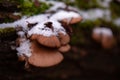 Late fall oyster mushrooms covered with snow. Panellus serotinus or Sarcomyxa serotina grown on the trunk of a tree Royalty Free Stock Photo