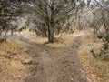 Late Fall panorama forest views hiking, biking, horseback trails through trees on the Yellow Fork and Rose Canyon Trails in Oquirr Royalty Free Stock Photo