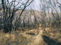 Late Fall panorama forest views hiking, biking, horseback trails through trees on the Yellow Fork and Rose Canyon Trails in Oquirr Royalty Free Stock Photo