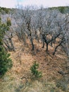 Late Fall panorama forest views hiking, biking, horseback trails through trees on the Yellow Fork and Rose Canyon Trails in Oquirr Royalty Free Stock Photo