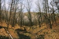 Late Fall panorama forest views hiking, biking, horseback trails through trees on the Yellow Fork and Rose Canyon Trails in Oquirr Royalty Free Stock Photo