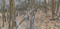 Late Fall panorama forest views hiking, biking, horseback trails through trees on the Yellow Fork and Rose Canyon Trails in Oquirr Royalty Free Stock Photo