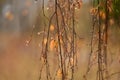 Late fall. Rain. A tree branch with remaining yellow leaves in picturesque raindrops. The background is blurred. Copy space. Royalty Free Stock Photo