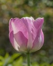 Late-Flowering Tulip Dreamland