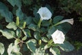 Late flowers of Datura innoxia Royalty Free Stock Photo